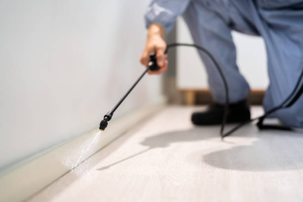 Licensed Wasp Removal service in Virden, IL - Show Me Pest Control